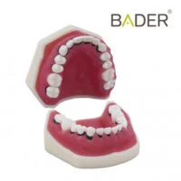 Tipodonto de periodoncia sin articulador