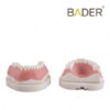 Tipodonto infantil AK6 Bader con PLACA BASE
