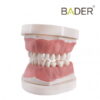 Tipodonto infantil AK6 Bader con placa base