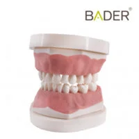 Tipodonto infantil AK6 Bader con placa base