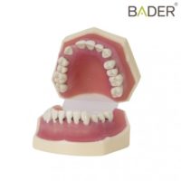 modelo-de-periodoncia BADER