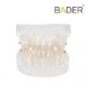 Modelo dental para práctica de ortodoncia