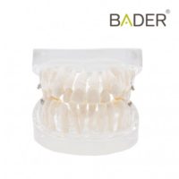Modelo dental para práctica de ortodoncia