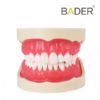 Tipodonto Endo frontal cerrado