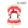Tipodonto Endo