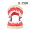 Tipodonto Endo frontal abierto