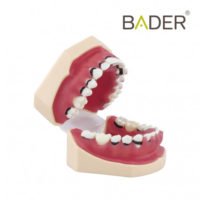 Modelo de periodoncia completo BADER