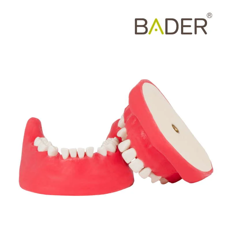 Tipodonto quirúrgico BADER® DENTAL