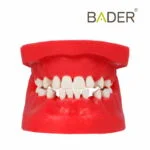 Tipodonto quirúrgico