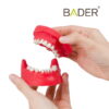 Tipodonto quirúrgico BADER® DENTAL
