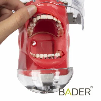0904014-Fantoma-Periodoncia
