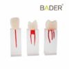 Set de Dientes Endo para Práctica