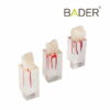 Set de Dientes Endo para Práctica