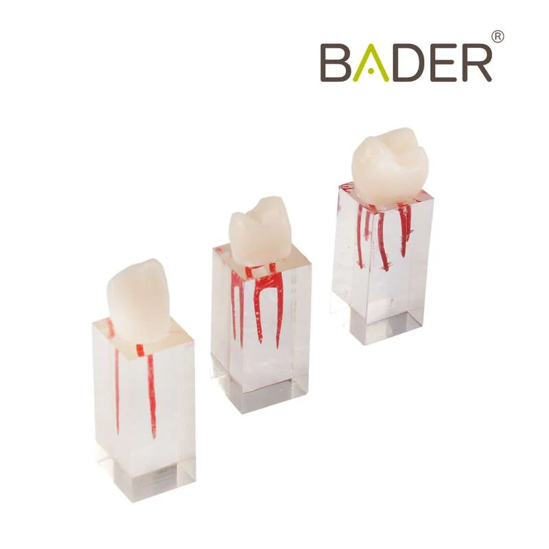 Set de Dientes Endo para Práctica