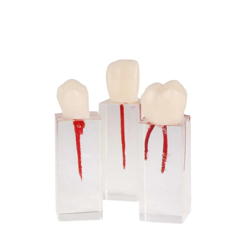Set de Dientes Endo para Práctica