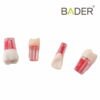 Set de Dientes Transparentes para Endodoncia BADER