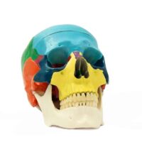 Modelo cráneo humano anatómico de BADER
