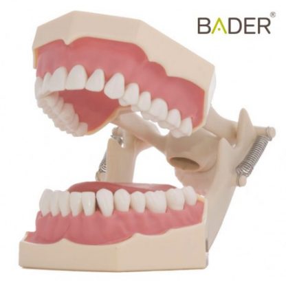 Tipodonto AG3 adulto con articulador y lengua